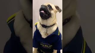 so cute dog#shorts #shortsyoutube #viralshorts#shivbhajan #pradeepmishra#songstatus #aajkaupay