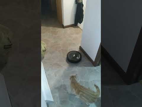 cats meet shark vacuum