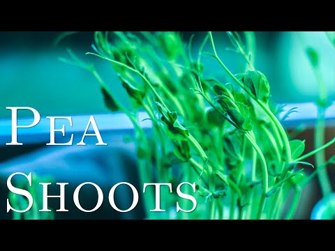 GROW your own Pea Shoots | OOH Kitchen
