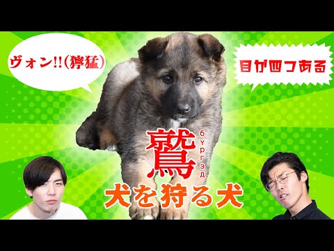 モンゴルの犬には鳥の名前がつけられるらしい【雑談回】 #64