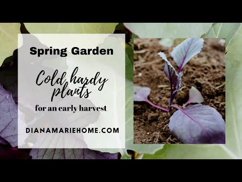 What to Plant Before the Last Frost Date in Spring (For an EARLY HARVEST!)