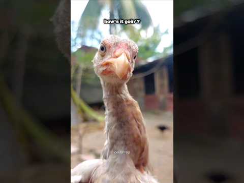 Can't stop dancin' #chicken #chickendance #funnyanimals #youtubeshorts