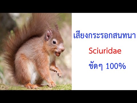 เสียงกระรอกสนทนา Squirrel, Sciuridae chattering 2021