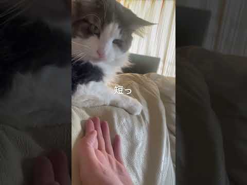 つれない猫#ノルウェージャンフォレストキャット