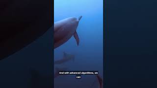 Diving into Cetacean Communication: Tech Insights! #cetaceancommunication #techinsights