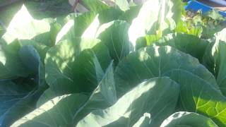 Aquaponics system grow bed update: cabbage ep 14