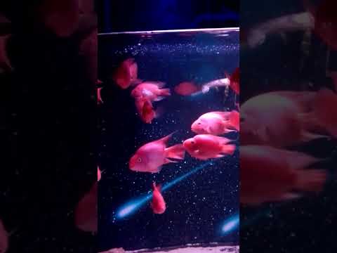 前略ツボさん、動画止まりました。アンダーウォータースペース