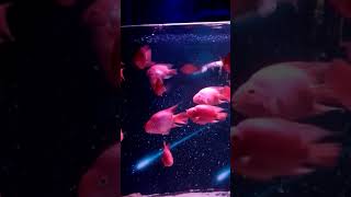 前略ツボさん、動画止まりました。アンダーウォータースペース