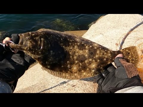 5時間粘ってやっと釣れた。福岡県志賀島