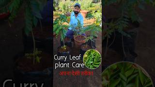 How to make curry leaves have a denser base #curry #leaf #plants #care #nurseryplants #