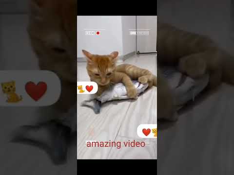 funny animation video, funny cat video ❤️😀#shorts