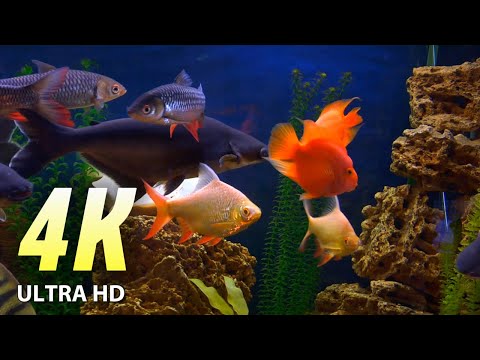 AQUQRIUM 4K (ULTRA HD) Relaxing Meditation and Healing music.