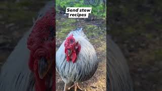 send recipes!!! #roosterrumble #rooster