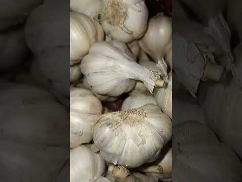 garlic price today Punjab market