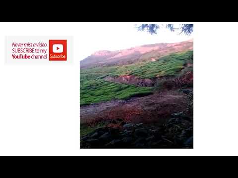 Dog Catching  Elephant in munnar