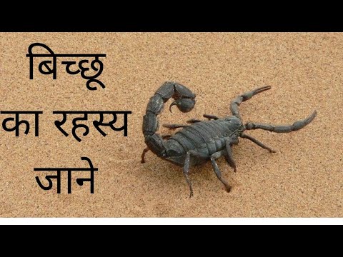 बिच्छू का रहस्य जाने ||shivraj sir technical