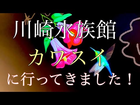 【vlog】川崎水族館、カワスイに行って来ました！  #vlog