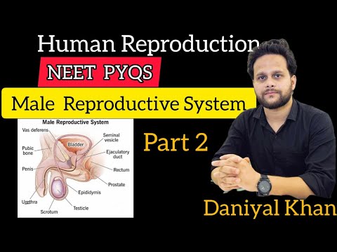 Male Reproductive System Part 2 Human Reproduction | NEET PYQs CBSE  UP Board LT Grade Daniyal Khan