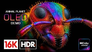 Absolutely the BEST HDR Display Test 240fps | Macro OLED 4K Video (8K Video ULTRA HD TV)