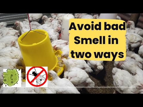 How to prevent bad smell in your poultry house || No smell #poultryfarming #broiler #poultry