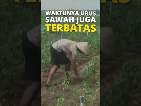 Petani Ini Ngurus Sawah Pake Google Assistant! Tinggal OK Google!