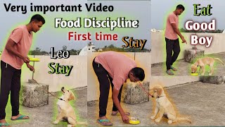 Food Discipline Teach Your Dog To Stay || Very Important Tips