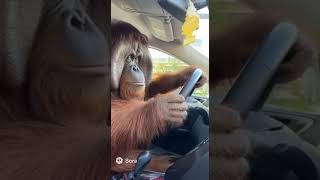 Monkey Driving  #funnymonkeyshorts #monkeycomedy #monkeyfunnyshort