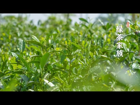 找茶 / 綠茶家族