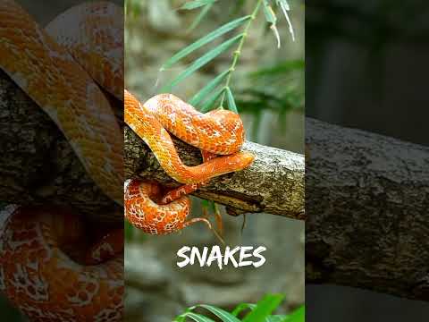 TOP 10 DEADLIEST ANIMALS ON THE PLANET 2. #deadliest #wildlife #top10 #top #deadly #facts #amazing