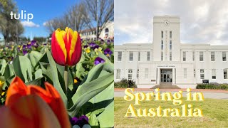 Spring vlog | Spring in Australia, ANU, cherry blossom, tulips, picnic  @ItsX04
