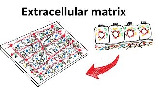 Extra cellular matrix