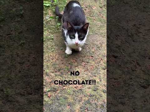 Cats Can’t Taste Sweetness 😺🍬 #catfacts #cats #asmr #animalfacts #wildlife #facts #cat #animals