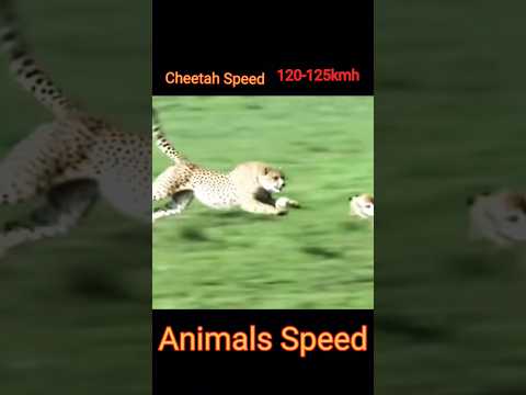 Fastest  Animals in the world #tranding #animals #dear #tiger #cheetah #shorts