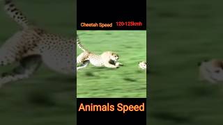 Fastest  Animals in the world #tranding #animals #dear #tiger #cheetah #shorts