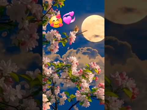 Kon sa 🥀mod aaya 🥀zindagi ke🥀 safar me full screen🥀 WhatsApp🥀 status video 🥀sweet🥀 and cute🥀 song🥰