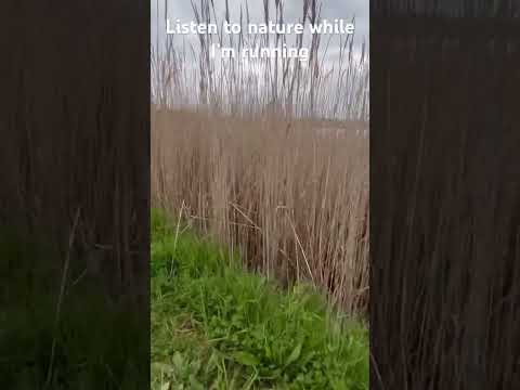 Paardevlei trail run - singing birds - scenic views #trail #singingbirds