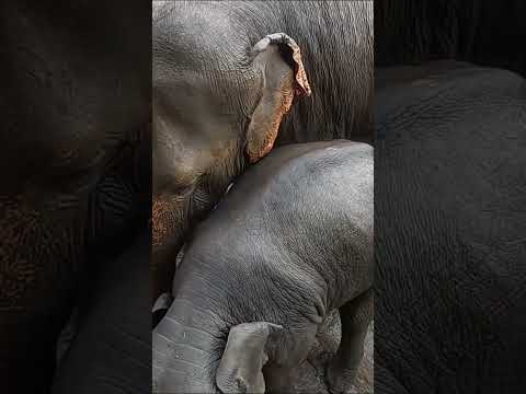 Bath Time with Elephants part 02 🐘 | Pinnawala Orphanage Sri Lanka  #elephant #travel