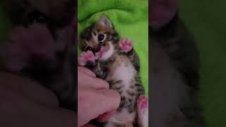 Tiny Kittens Playing Like There’s No Tomorrow  #CuteKittens #KittenPlaytime #TinyKittens #KittenCute