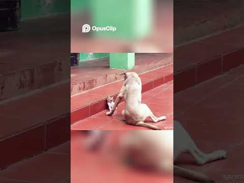 Adorable Kitten vs  Playful Puppy