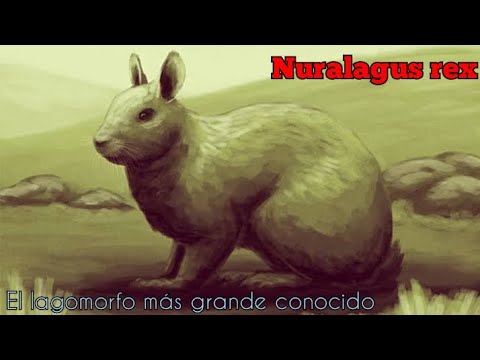 Todo sobre Nuralagus rex