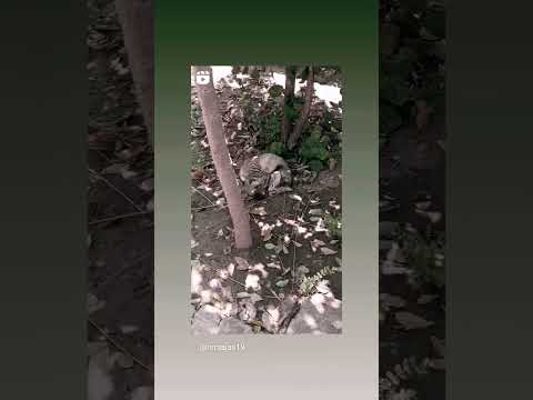 Jalaludin Bathusha #funnyvideo #funnyshorts #catvideos