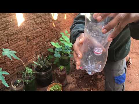 COMO PLANTAR CUENTRO NA GARRAFA PET