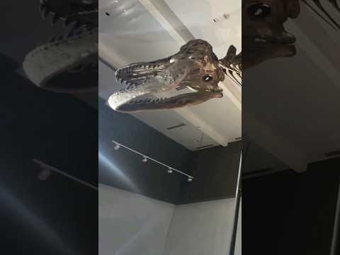 🦖Dinosaur Raptor #dinosaur #shorts #history