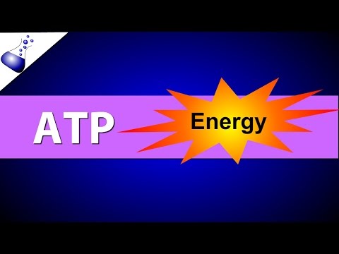 ATP (Adenosine Triphosphate)
