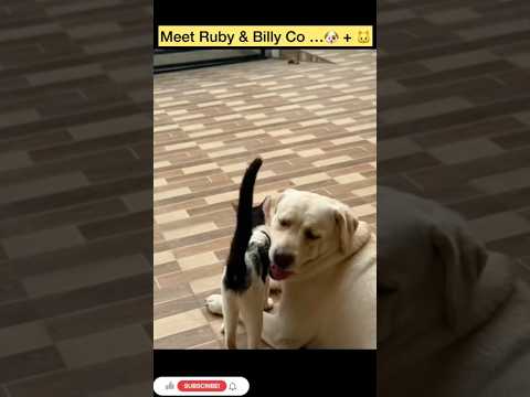 Count on Me: Ruby & Billy’s Sweet Friendship Journey 🐾 #labradorlovers #labrador #cat #catshorts