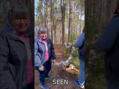 Searching For A Wild Christmas Tree..