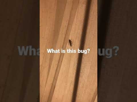 What is this?