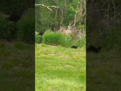 deer from window
