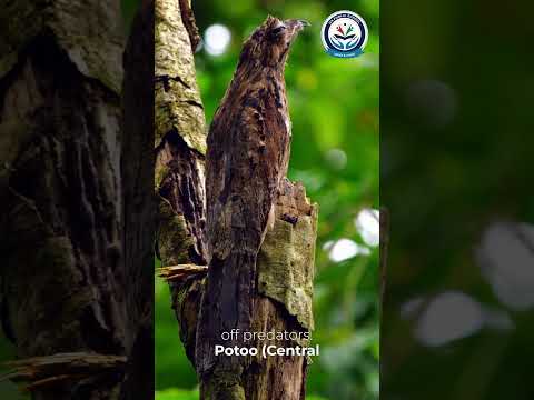 Nature’s Most Fascinating and Unique Birds! #ukps #ukpublicschool