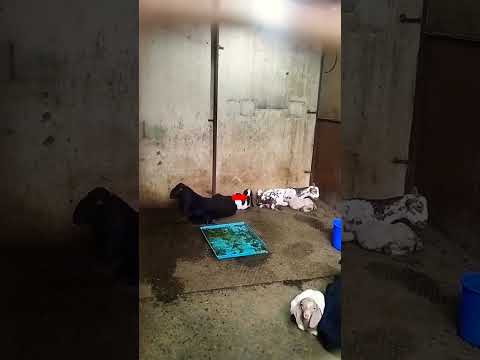 🐐 #shorts #pets #youtubeshorts #funny #viral #viralvideo #trendingshorts #animals #goats